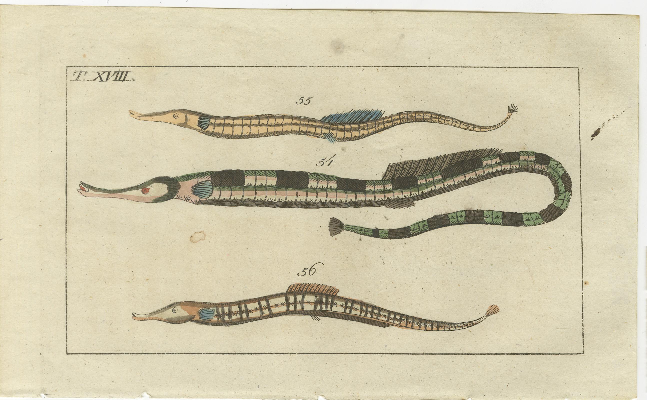 XIXe siècle Ensemble de 3 impressions anciennes de poissons - Dragon court - poisson-pipes - hippocampe en vente