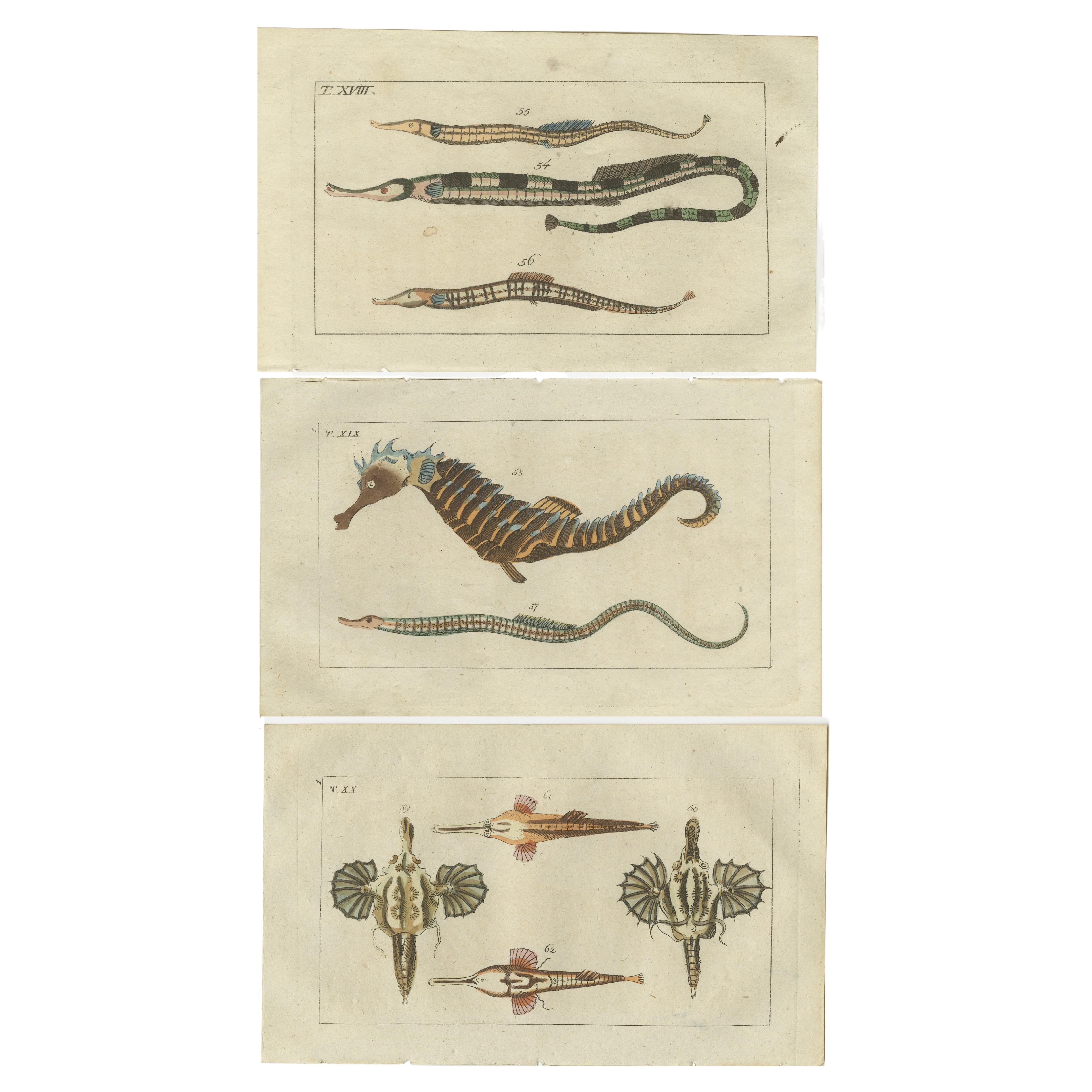 Ensemble de 3 impressions anciennes de poissons - Dragon court - poisson-pipes - hippocampe en vente