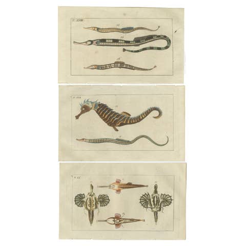 Set of 3 Antique Fish Prints - Short Dragonfish - Pipefish - Seahorse