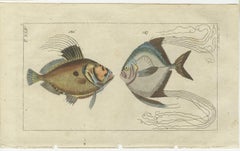 Set of 3 Antique Fish Prints, Sword Fish, John Dory, Haddock, 1832