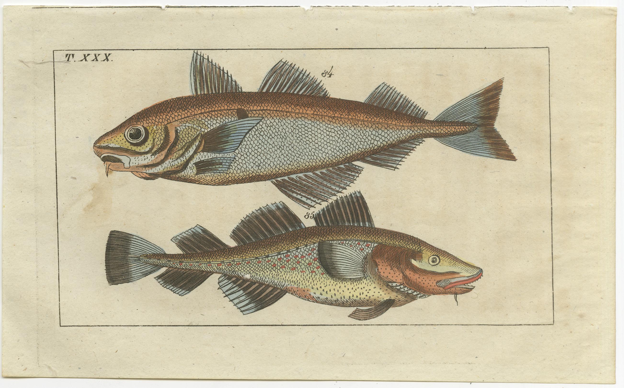 Set of 3 Antique Fish Prints, Sword Fish, John Dory, Haddock In Good Condition For Sale In Langweer, NL