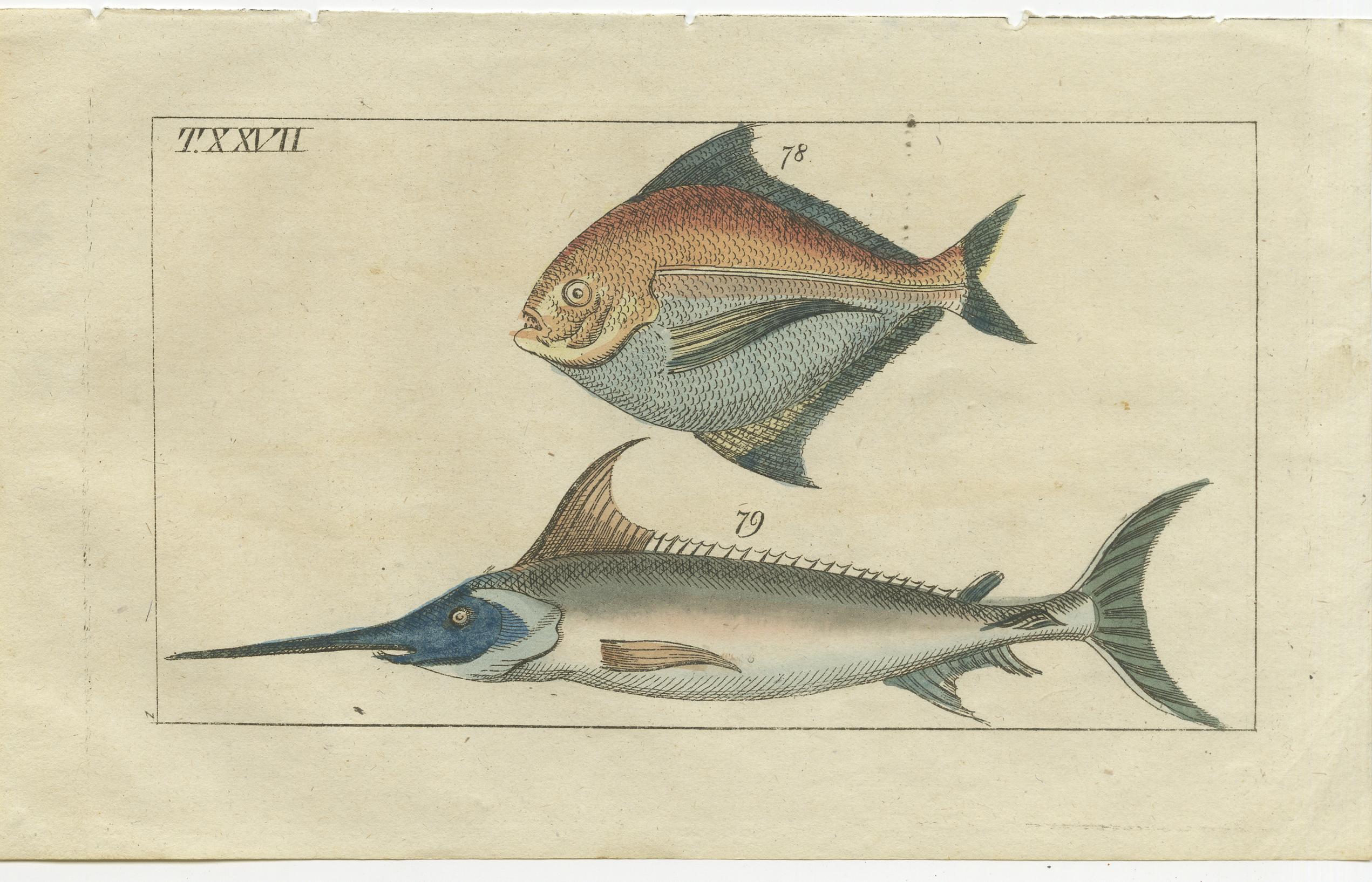19th Century Set of 3 Antique Fish Prints, Sword Fish, John Dory, Haddock For Sale