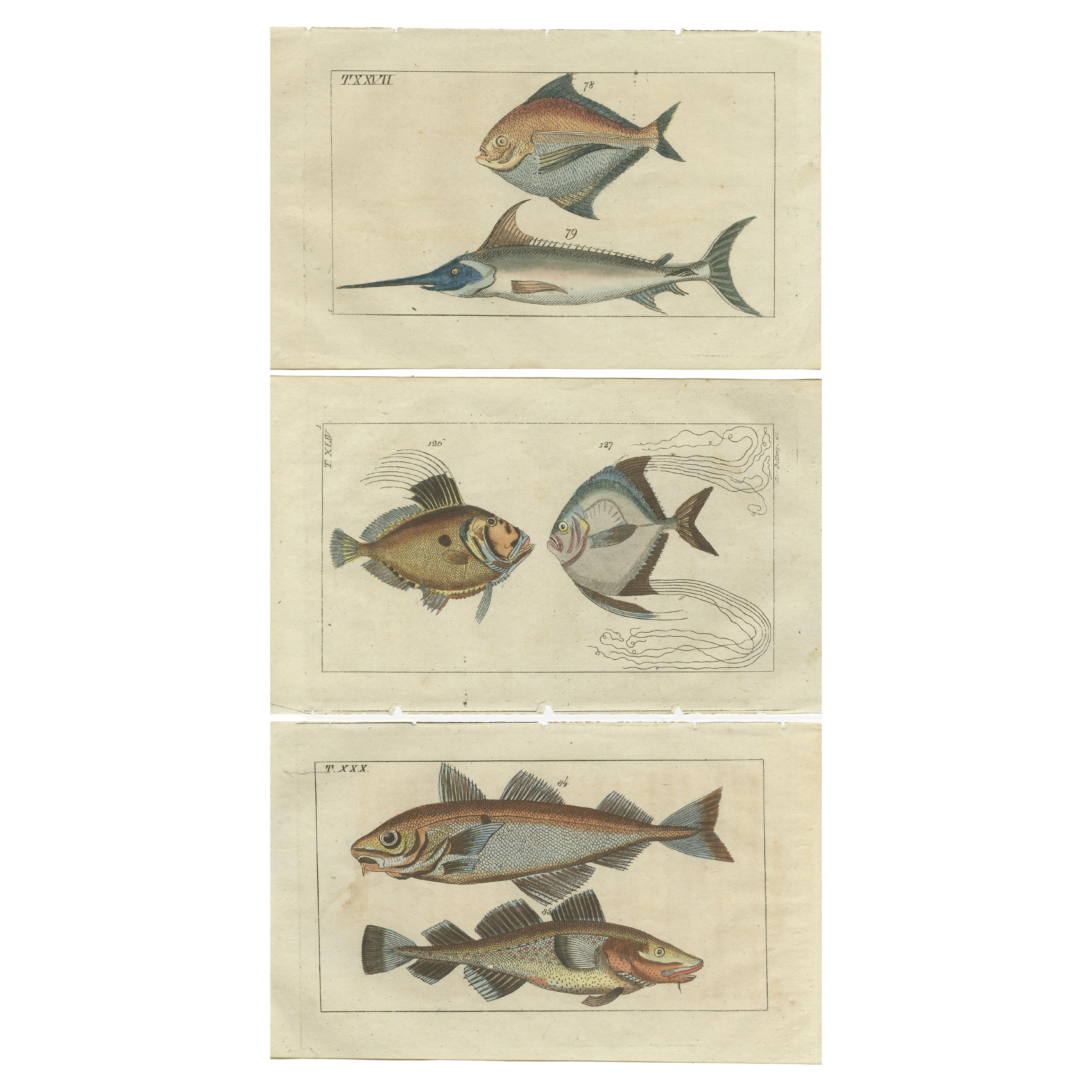 Ensemble de 3 estampes anciennes de poissons, poissons de sabre, John Dory, Haddock