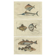 Set of 3 Antique Fish Prints, Sword Fish, John Dory, Haddock