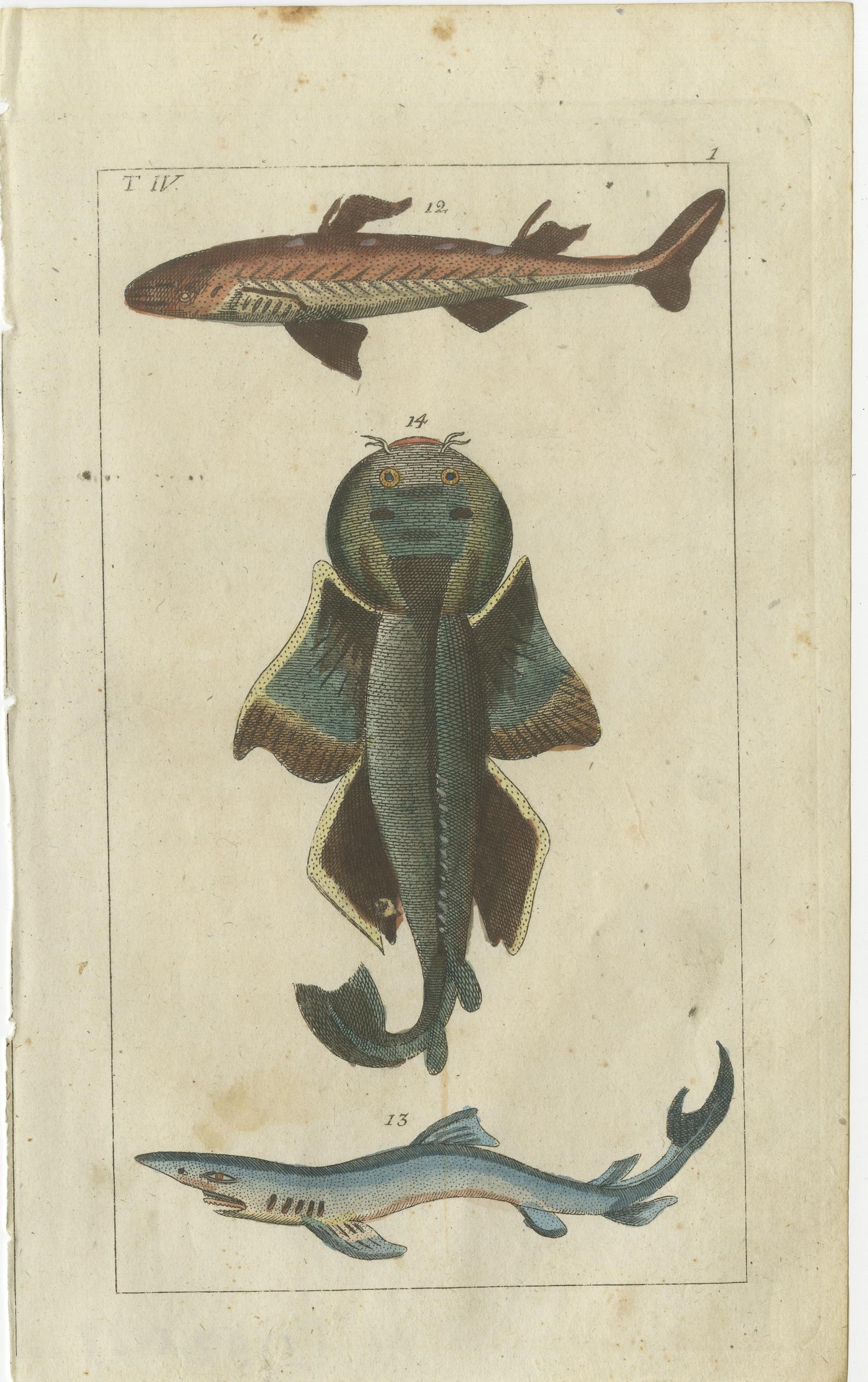 Ensemble de trois gravures de poissons originales et anciennes. Requin-marteau lisse, Sphyrna zygaena 15, tête de requin-marteau 16, Requin blanc, Carcharodon carcharias 17. Aiguillat commun, Squalus acanthias 12, requin bleu, Prionace glauca 13 et