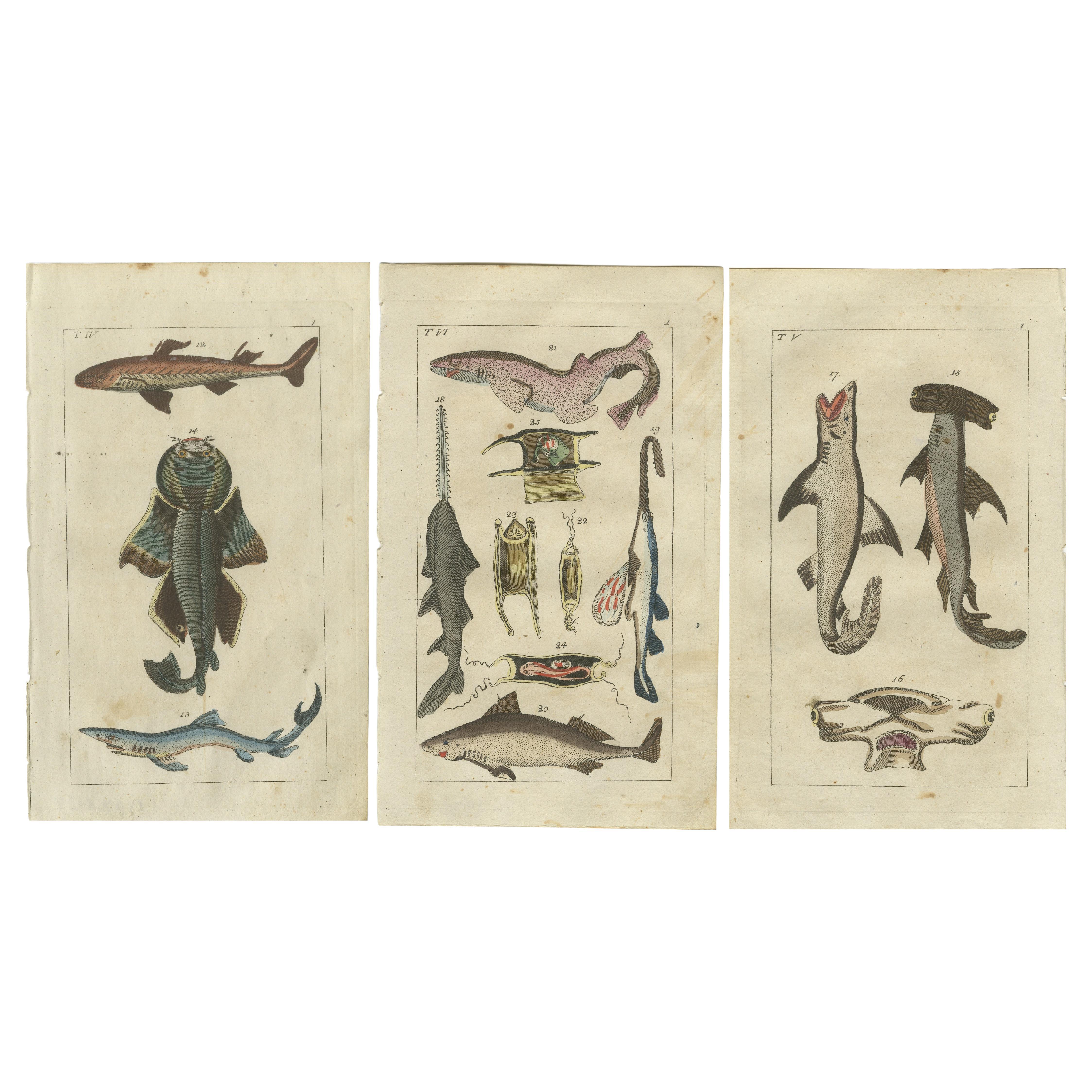Set of 3 Antique Fish Prints, White Shark, Sawfish, Catshark 