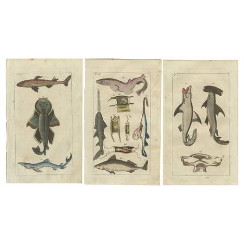 Set of 3 Antique Fish Prints, White Shark, Sawfish, Catshark