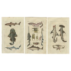 Set von 3 antiken Fischdrucken, weiße Hai, Sawfish, Katzenfisch, Katzenfisch 