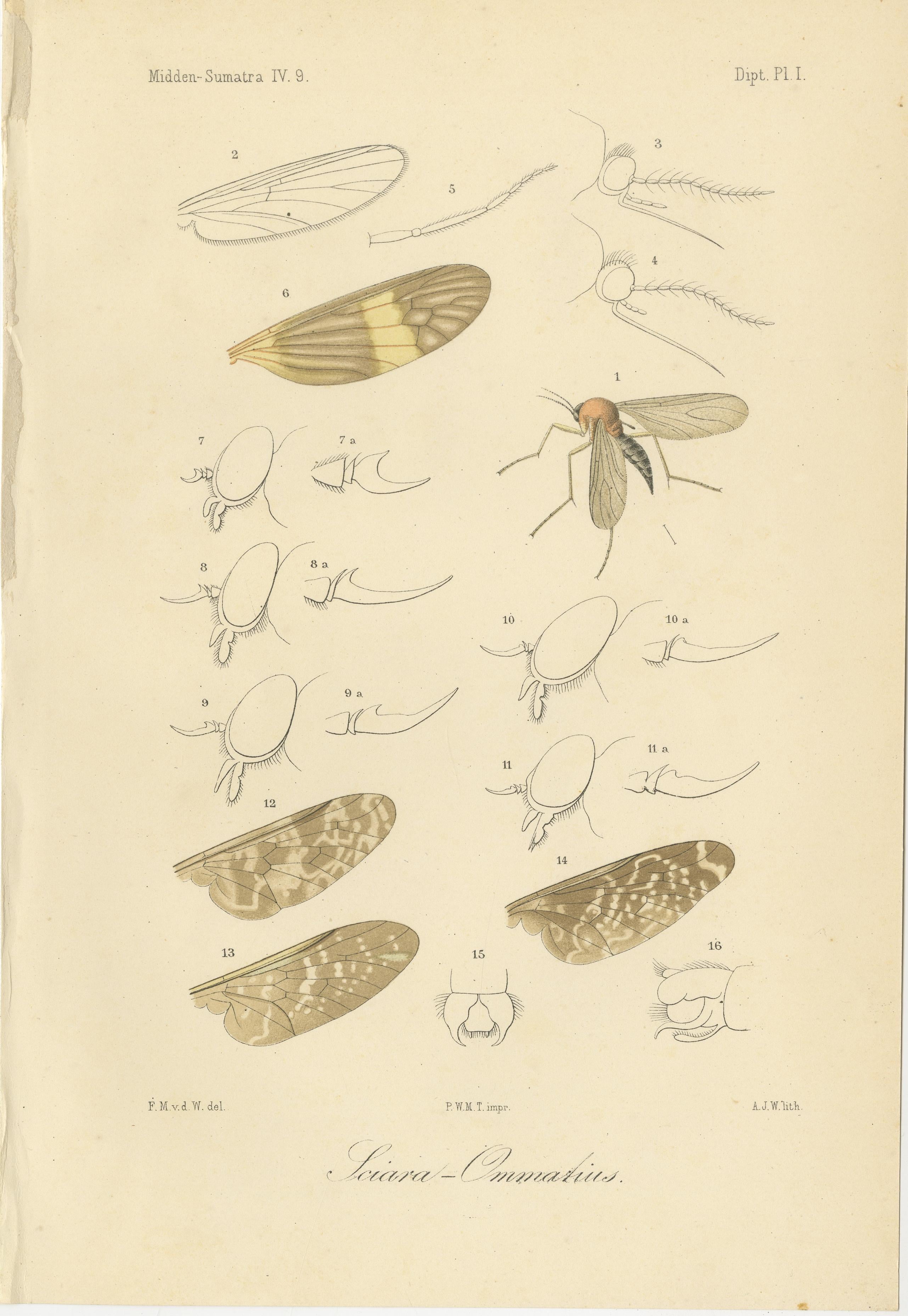 Set of 3 Antique Fly Prints – Sumatra Diptera Species c.1880

Description:
This set of three antique lithographs depicts various Diptera (fly) species from the Dutch natural history exploration of Midden-Sumatra (Central Sumatra) in the late 19th