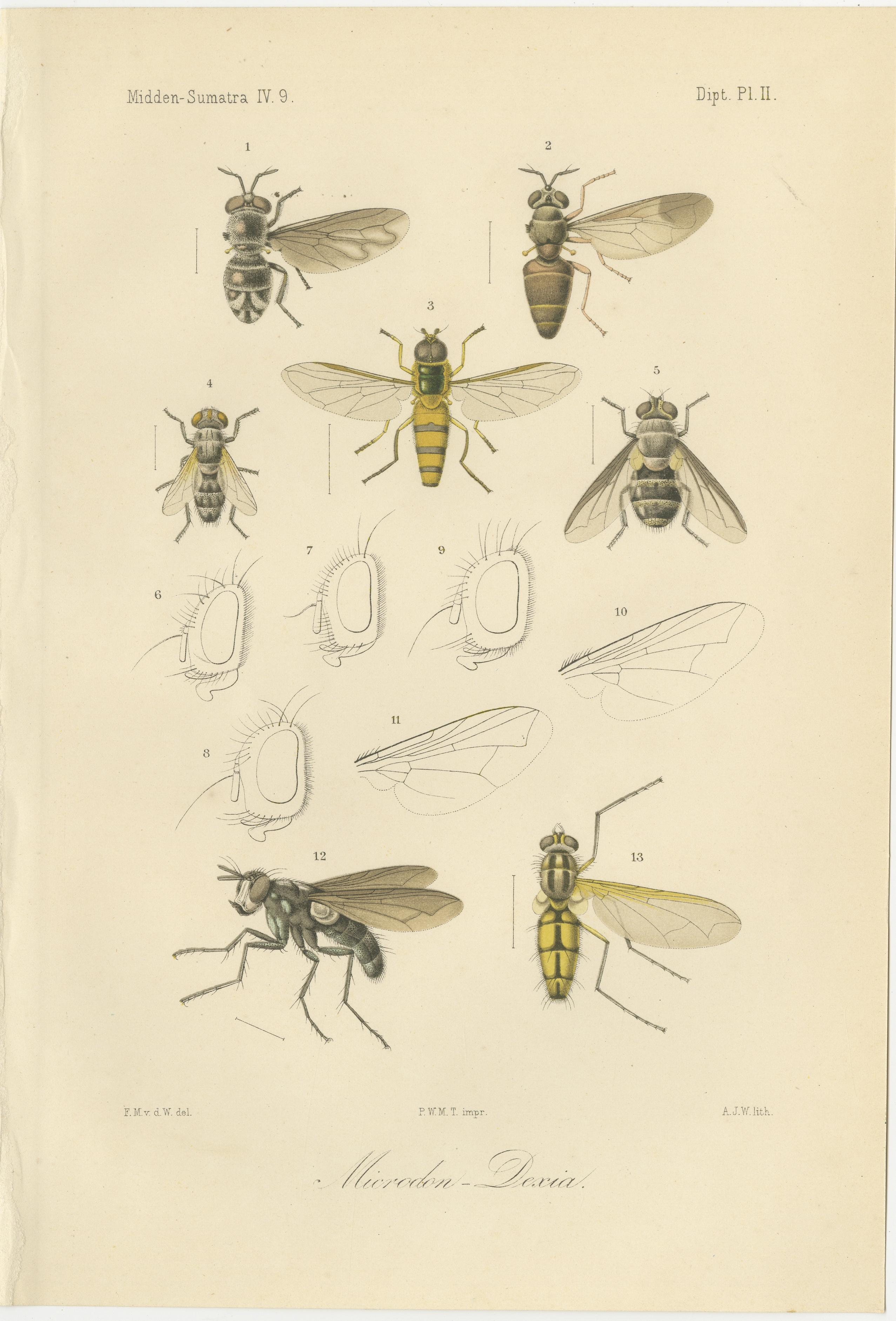 Dutch Set of 3 Antique Fly Prints – Sumatra Diptera Species c.1887 For Sale