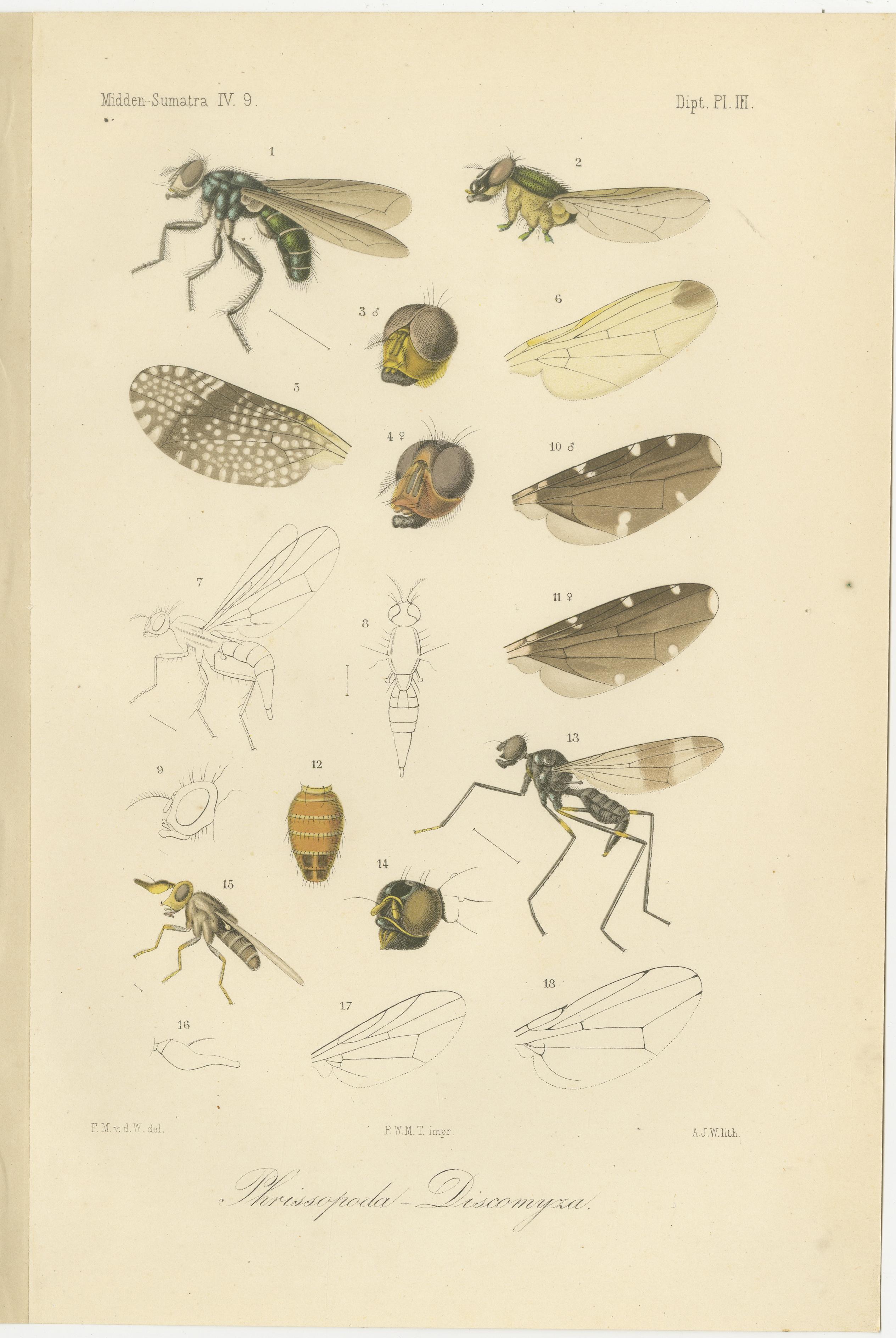 Engraved Set of 3 Antique Fly Prints – Sumatra Diptera Species c.1887 For Sale