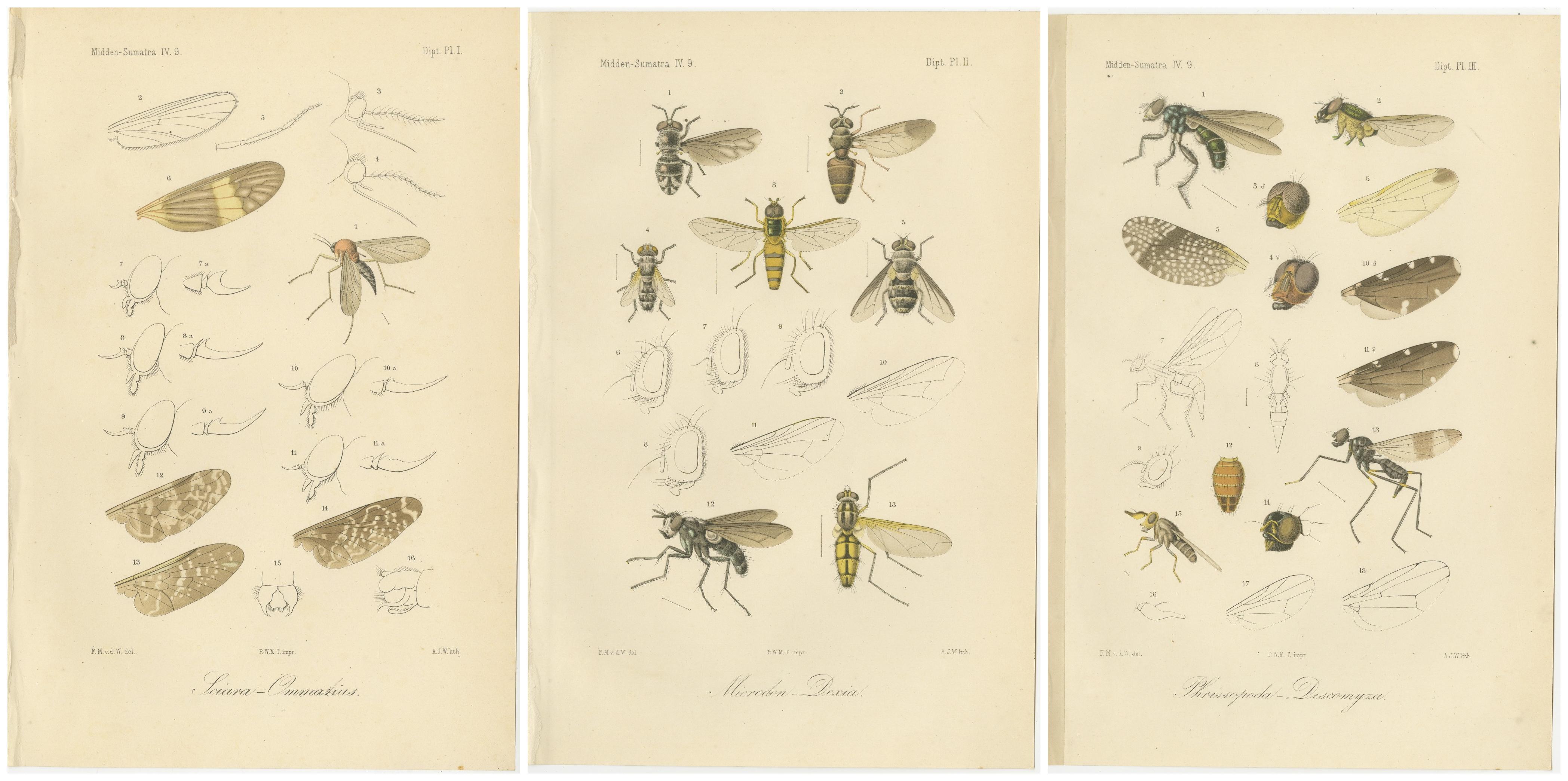 Set of 3 Antique Fly Prints – Sumatra Diptera Species c.1887 In Good Condition For Sale In Langweer, NL
