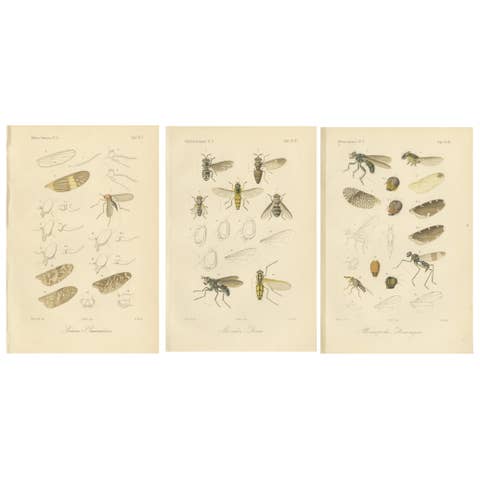 Set of 3 Antique Fly Prints – Sumatra Diptera Species c.1887