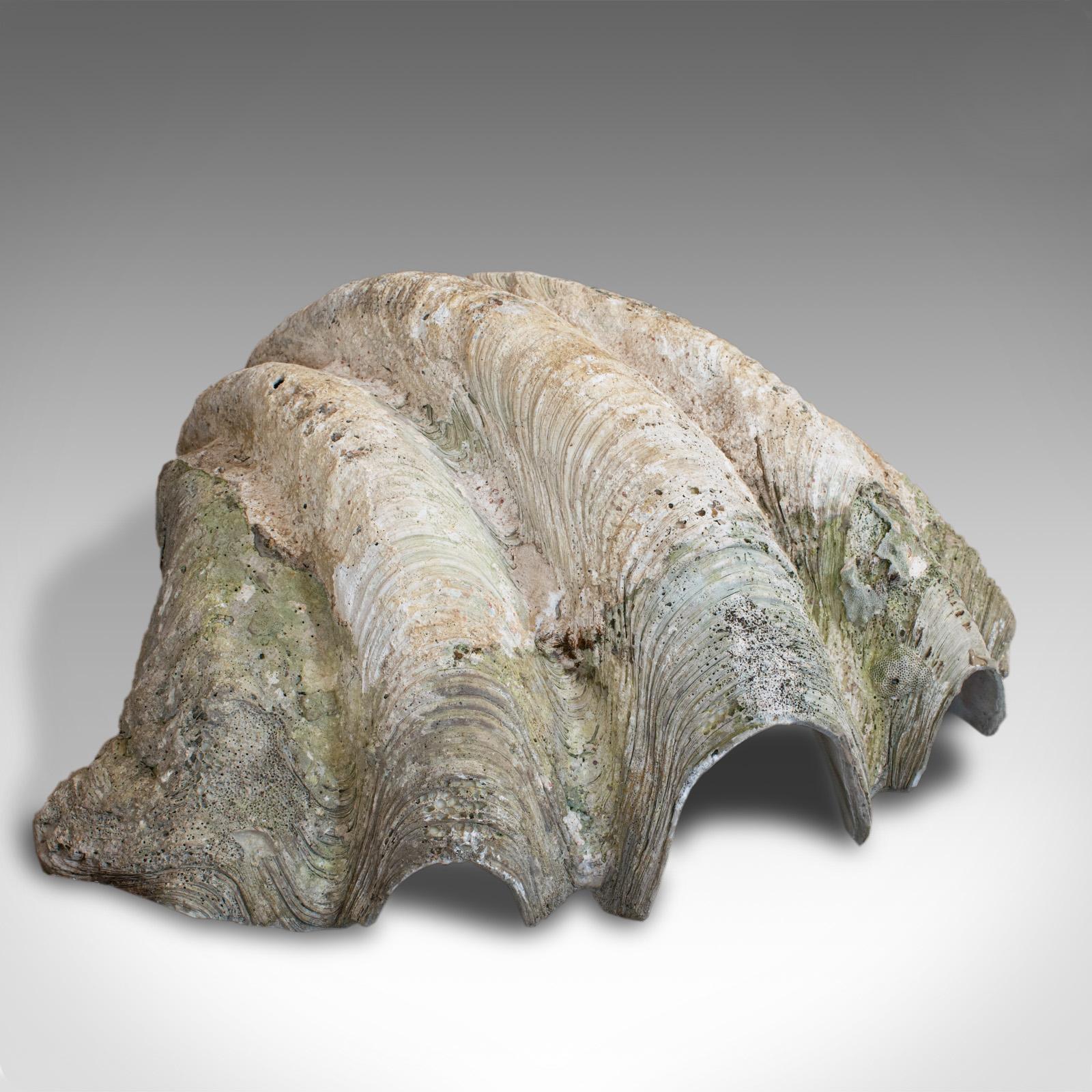 Set of 3, Antique Giant Clam Shells, Pacific, Tridacna Gigas, Display circa 1900 4