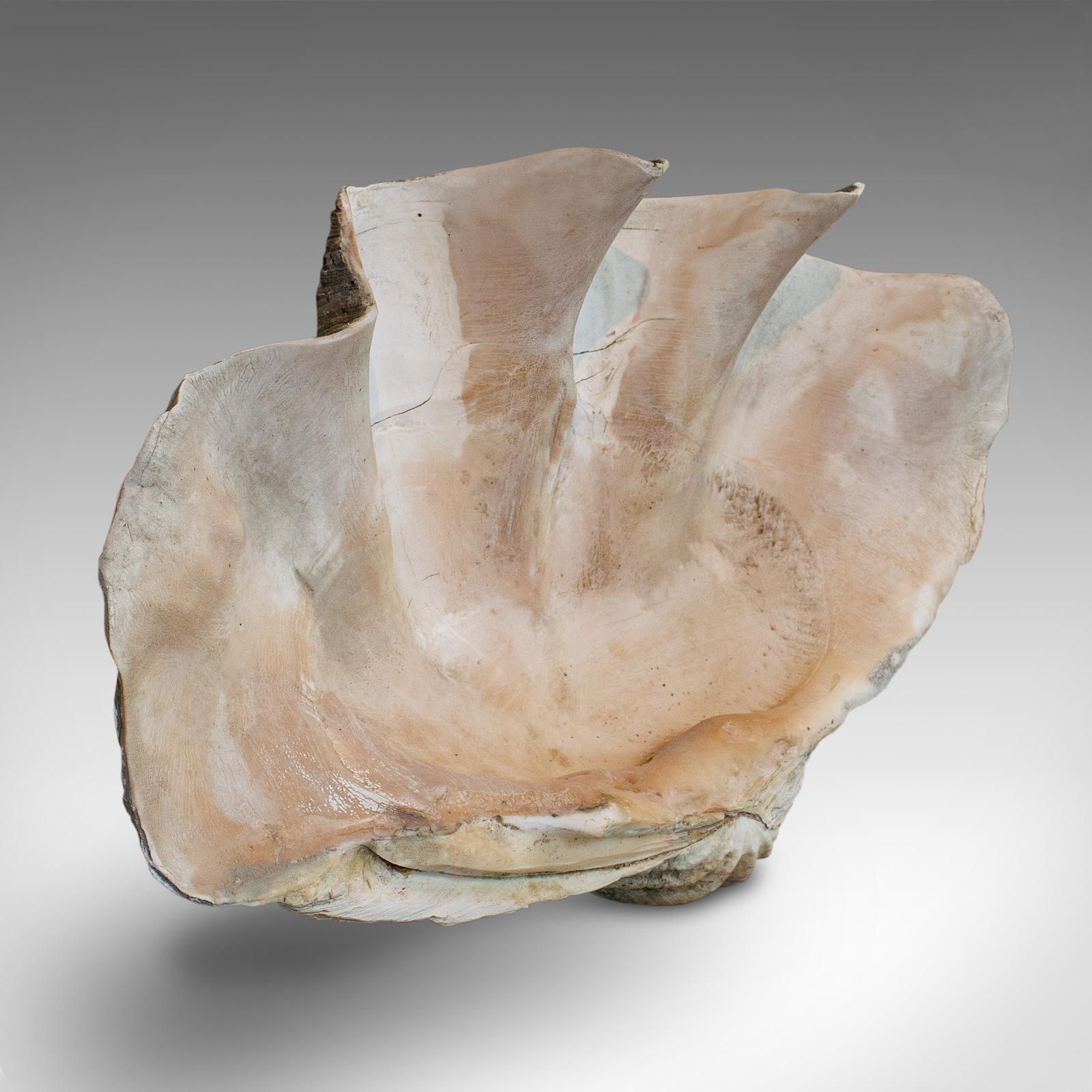 This is a set of antique giant clam shells. From Pacific waters, this wonderfully weathered trio of natural Tridacna Gigas display shells date to the late 19th century, circa 1900.

A superb set of decorative shells
Displays a desirable aged