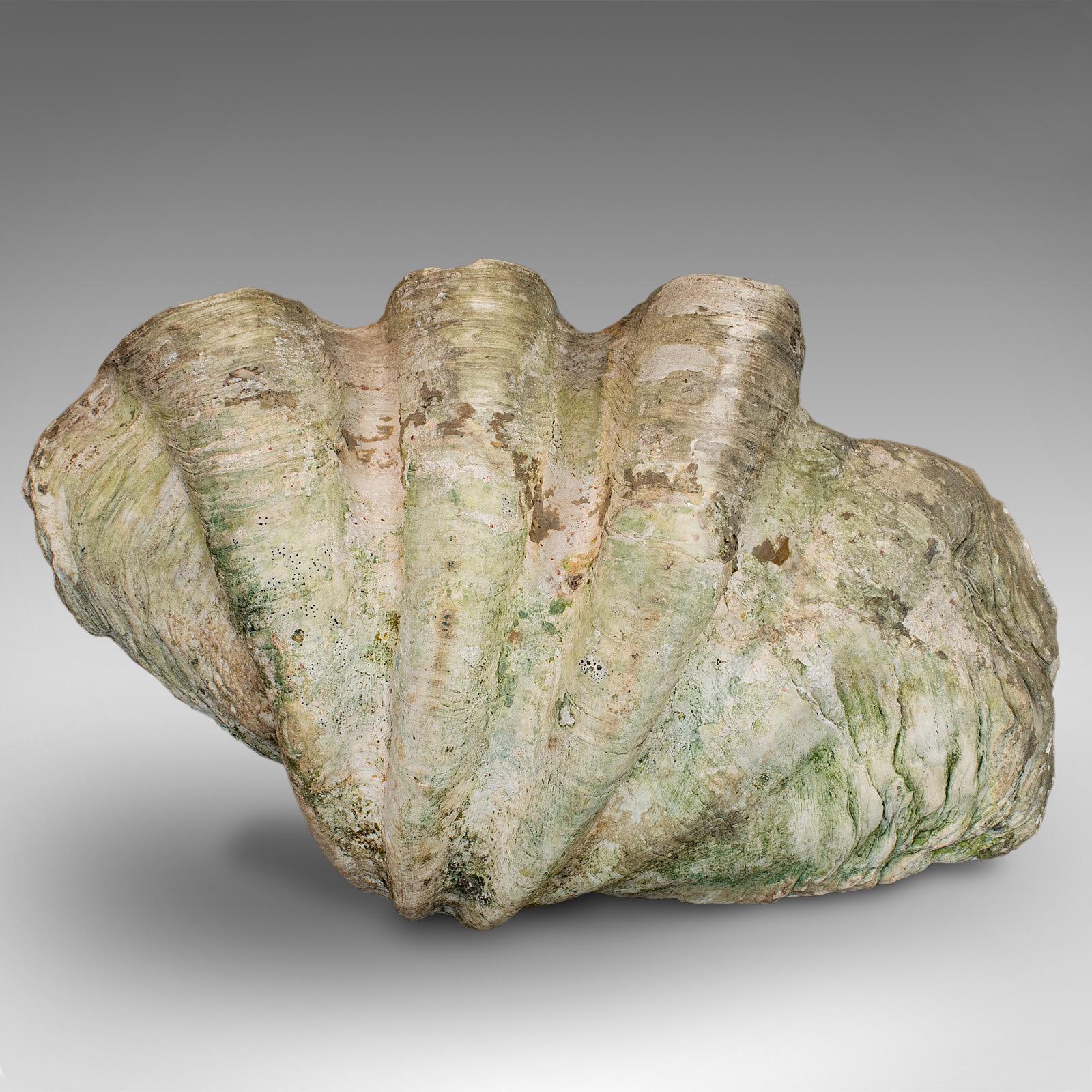 Victorian Set of 3, Antique Giant Clam Shells, Pacific, Tridacna Gigas, Display circa 1900