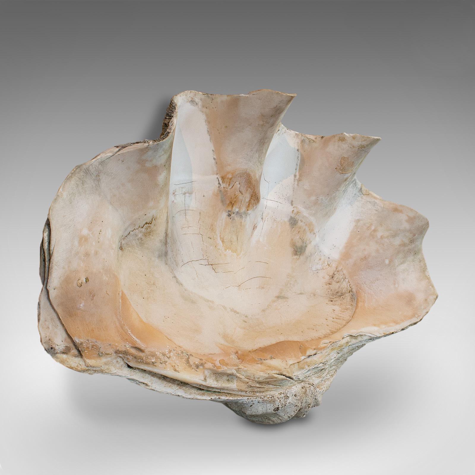 Set of 3, Antique Giant Clam Shells, Pacific, Tridacna Gigas, Display circa 1900 In Good Condition In Hele, Devon, GB