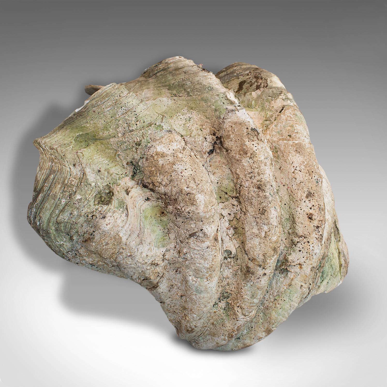 19th Century Set of 3, Antique Giant Clam Shells, Pacific, Tridacna Gigas, Display circa 1900