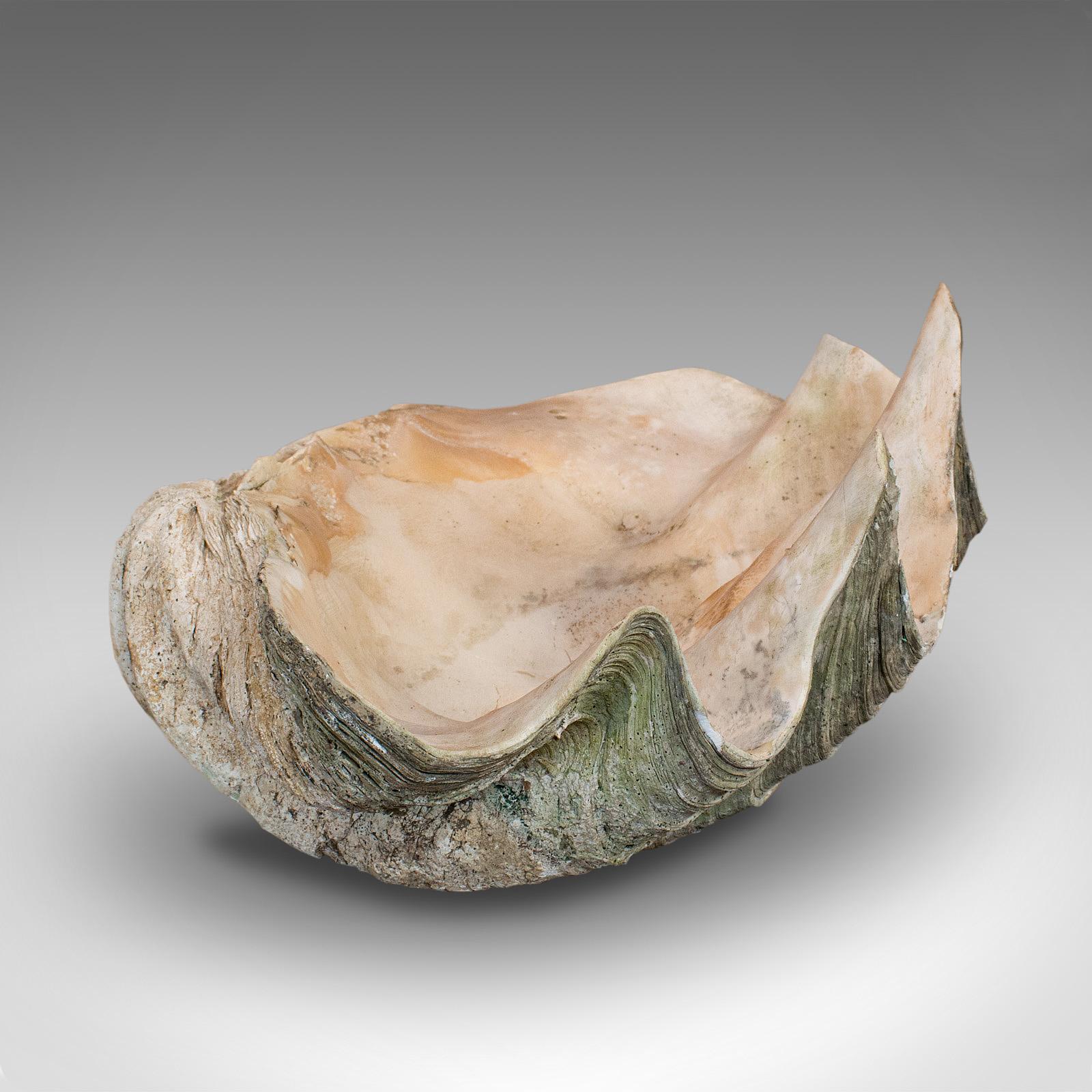 Mother-of-Pearl Set of 3, Antique Giant Clam Shells, Pacific, Tridacna Gigas, Display circa 1900
