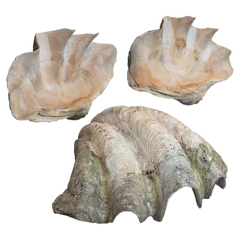 Set of 3, Antique Giant Clam Shells, Pacific, Tridacna Gigas, Display ...