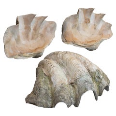 Set of 3, Antique Giant Clam Shells, Pacific, Tridacna Gigas, Display circa 1900