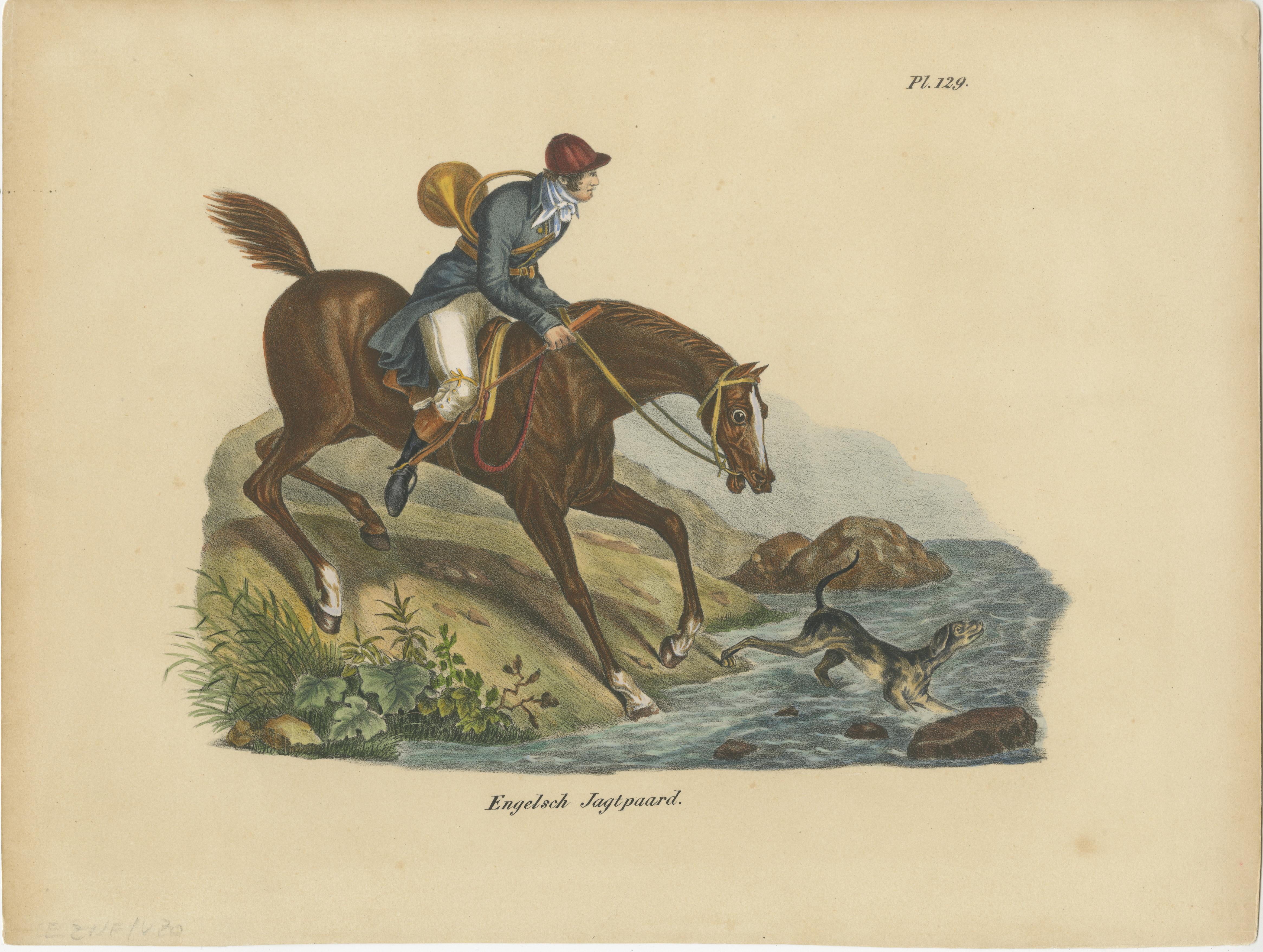 Ensemble de 3 gravures anciennes intitulées 'Engelsch Jagtpaard', 'Engelsche wedrenner' et 'Engelsch Jagtpaard'. Anciennes gravures de races de chevaux anglaises colorées à la main. Ces gravures sont tirées de 