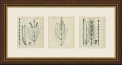 Set di 3 stampe antiche di equiseto, Equisetum palustre e limosum, 1806-1809