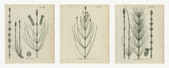 Set di 3 stampe antiche di equiseto, Equisetum palustre e limosum, 1806-1809