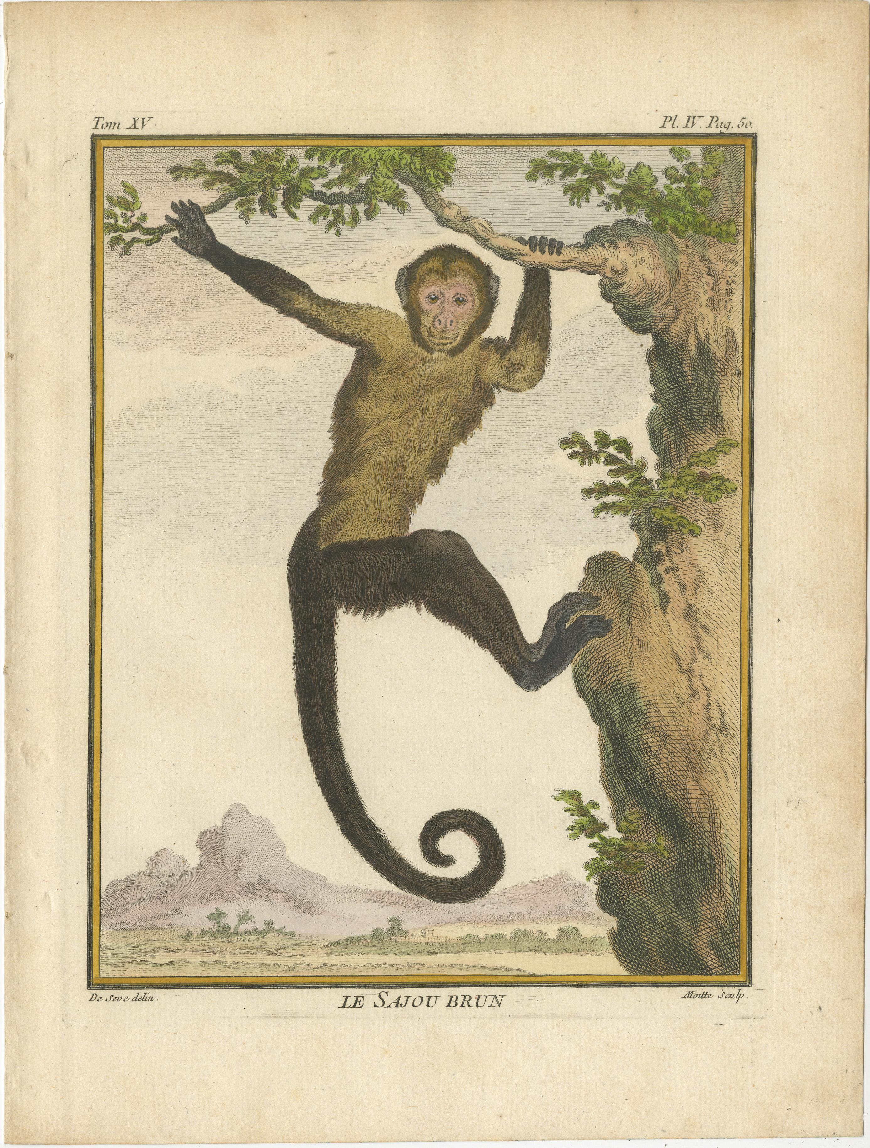 Set of 3 antique monkey prints titled 'Le Sajou Cornu', Le Coaita' and 'Le Sajou Brun'. Original old prints of a tufted capuchin, spider monkey and a brown capuchin. Published circa 1800 by or after Buffon.