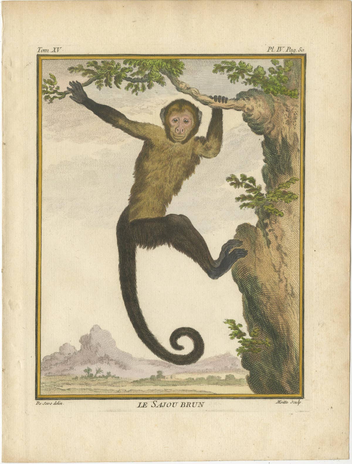 Set of 3 Antique Monkey Prints, Capuchin Species, Spider Monkey