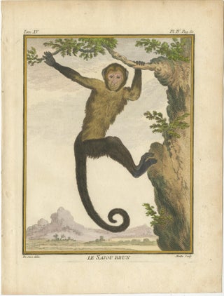 Set of 3 Antique Monkey Prints, Capuchin Species, Spider Monkey, view 2