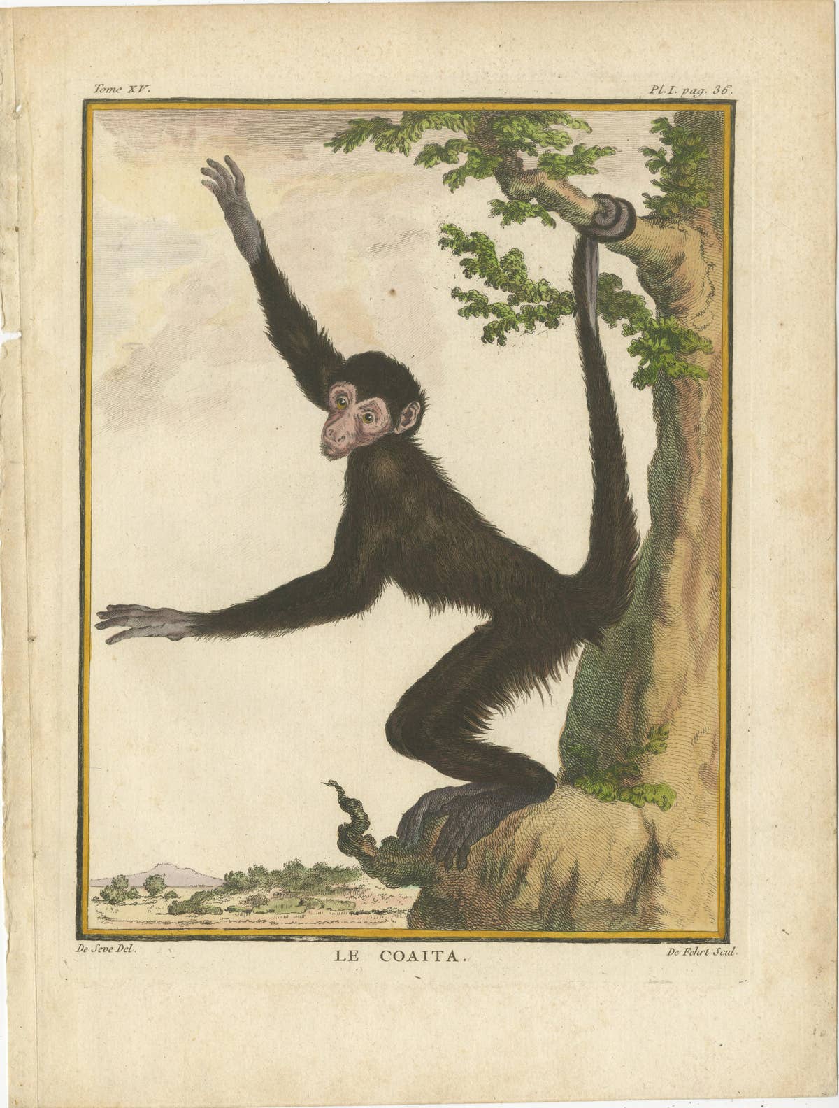Set of 3 Antique Monkey Prints, Capuchin Species, Spider Monkey