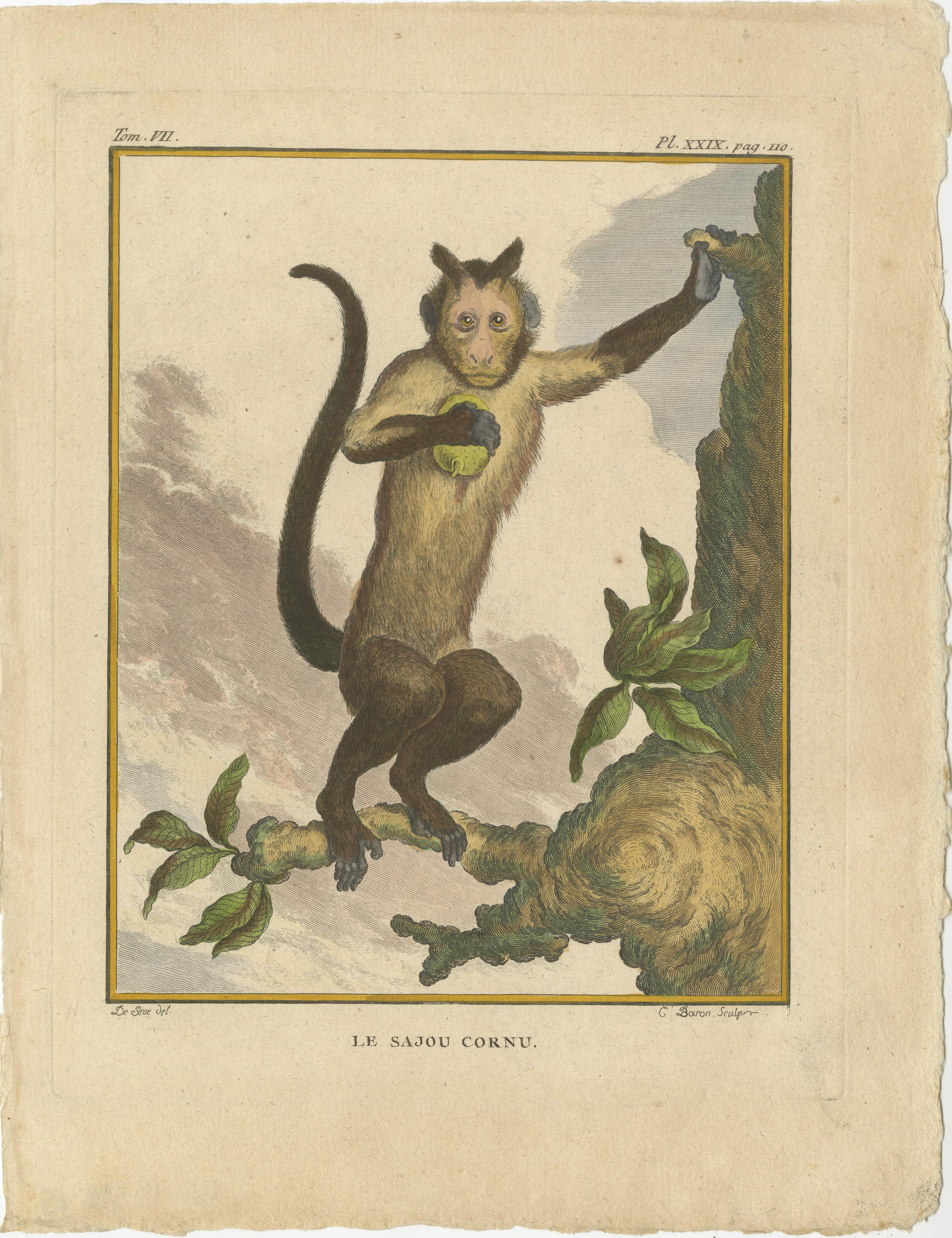 Set of 3 Antique Monkey Prints, Capuchin Species, Spider Monkey In Fair Condition For Sale In Langweer, NL