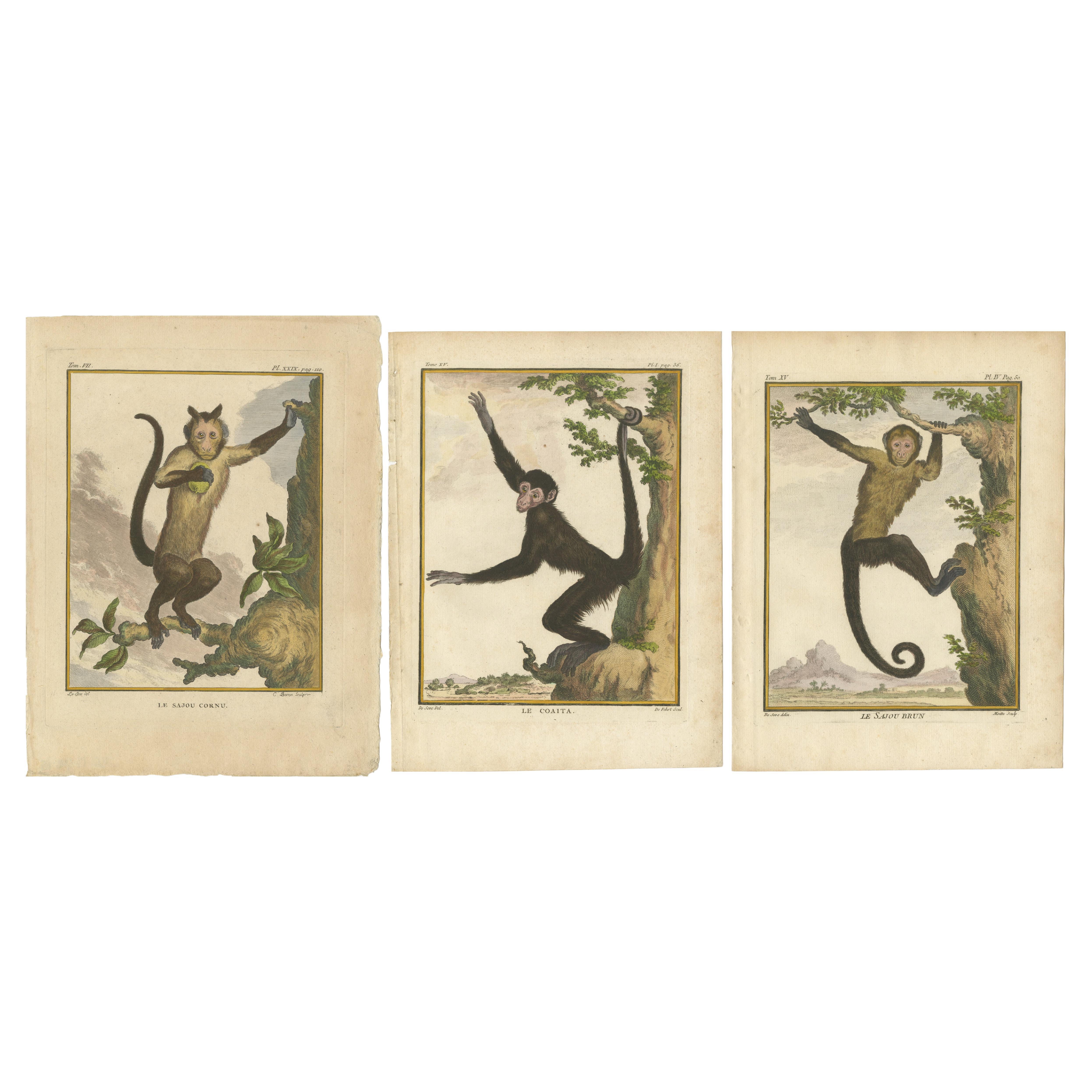 Set of 3 Antique Monkey Prints, Capuchin Species, Spider Monkey For Sale