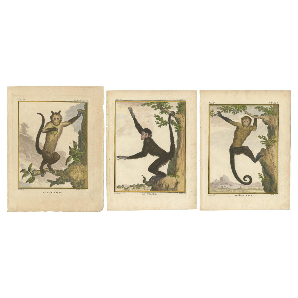 Set of 3 Antique Monkey Prints, Capuchin Species, Spider Monkey