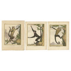 Set of 3 Antique Monkey Prints, Capuchin Species, Spider Monkey