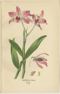 Set of 3 antique orchid lithographs – Dendrobium & Cattleya species, 1897