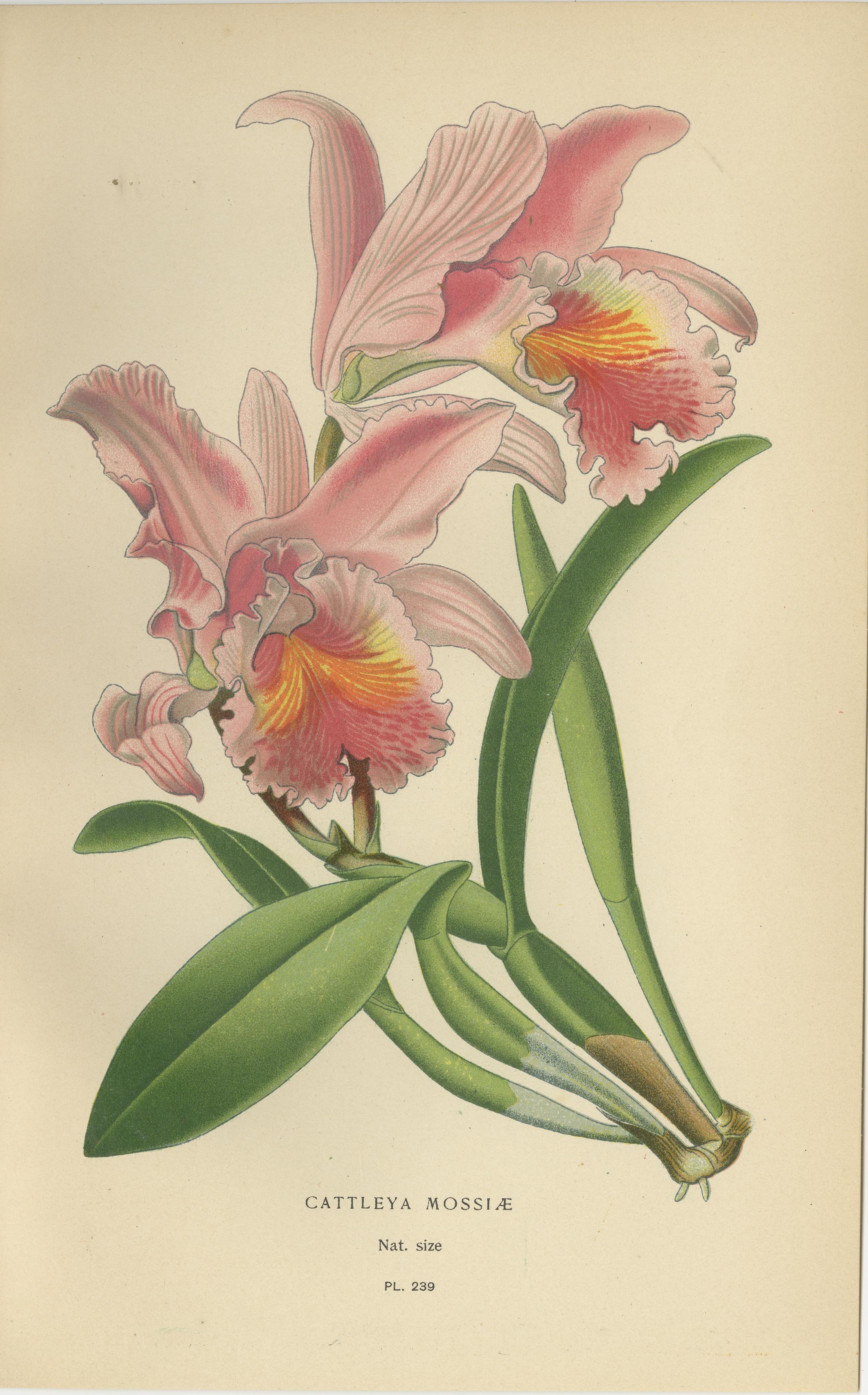 Conjunto de 3 litografías antiguas de orquídeas - especies Dendrobium y Cattleya, 1897 en Bueno estado para la venta en Langweer, NL