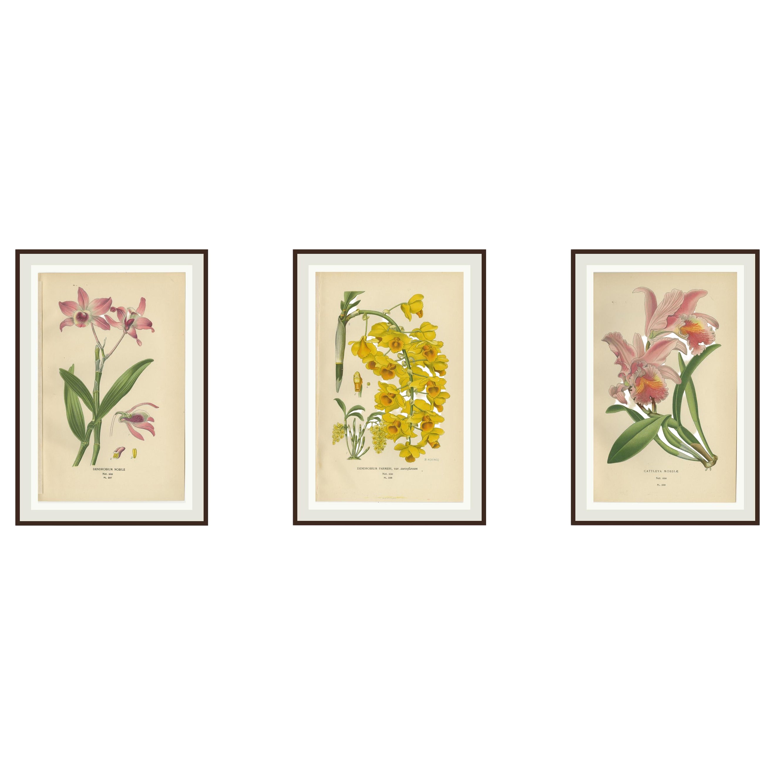 Conjunto de 3 litografías antiguas de orquídeas - especies Dendrobium y Cattleya, 1897