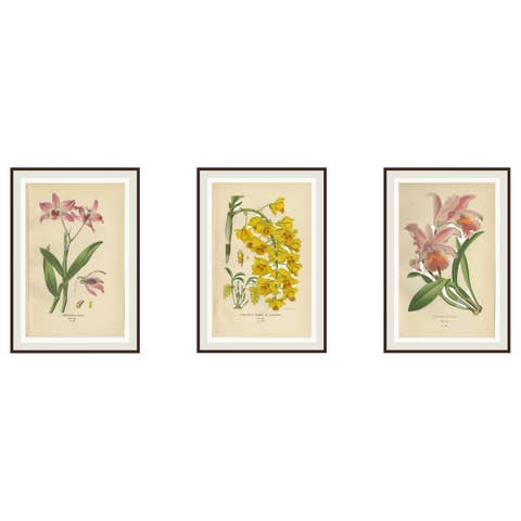 Set of 3 antique orchid lithographs – Dendrobium & Cattleya species, 1897