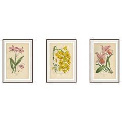 Set di 3 litografie antiche di orchidee - specie Dendrobium e Cattleya, 1897
