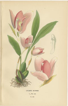 Set of 3 antique orchid lithographs – Lycaste, Odontoglossum & Oncidium, 1897