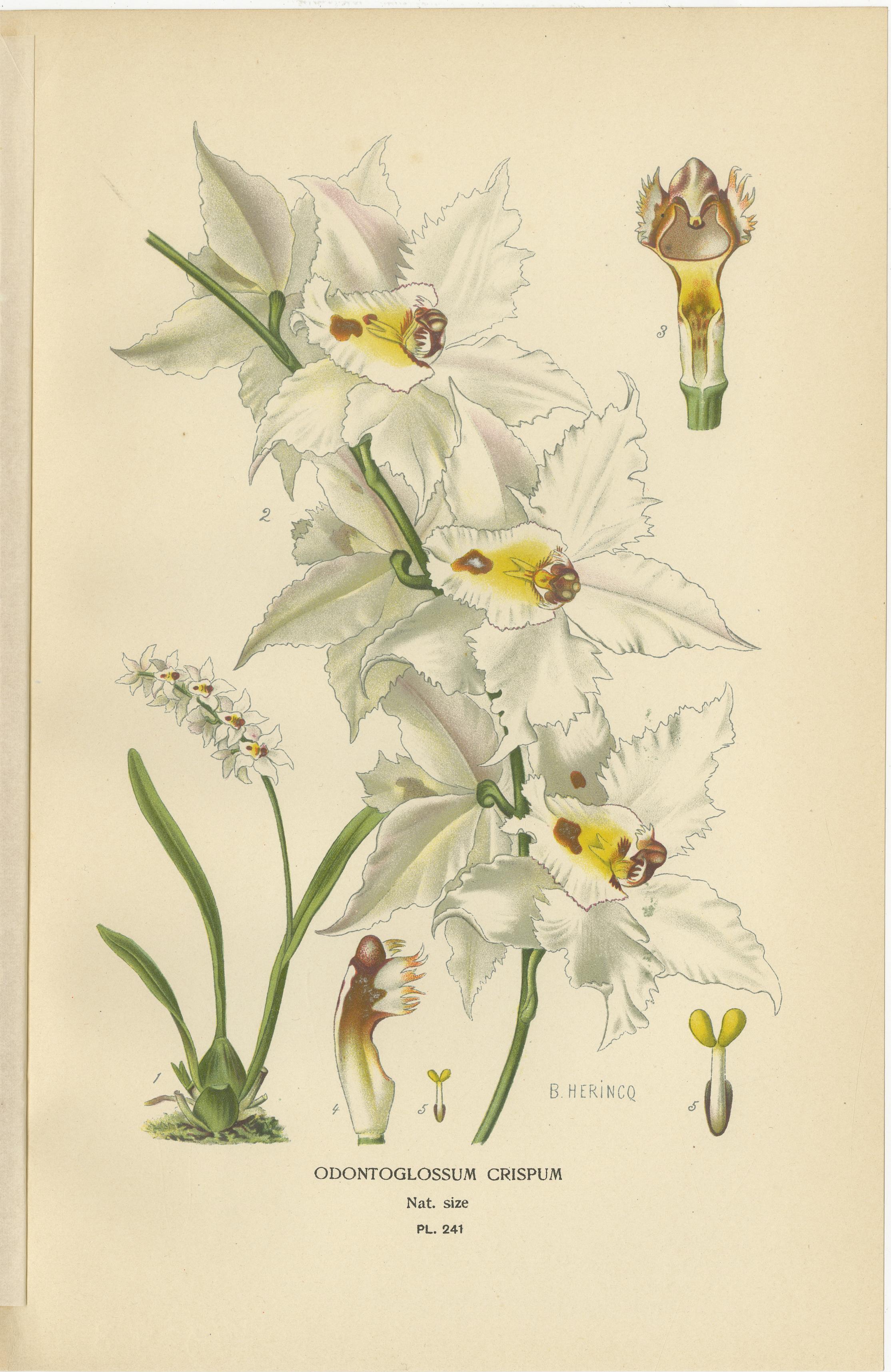 Anglais Ensemble de 3 lithographies anciennes d'orchidées - Lycaste, Odontoglossum & Oncidium, 1897 en vente