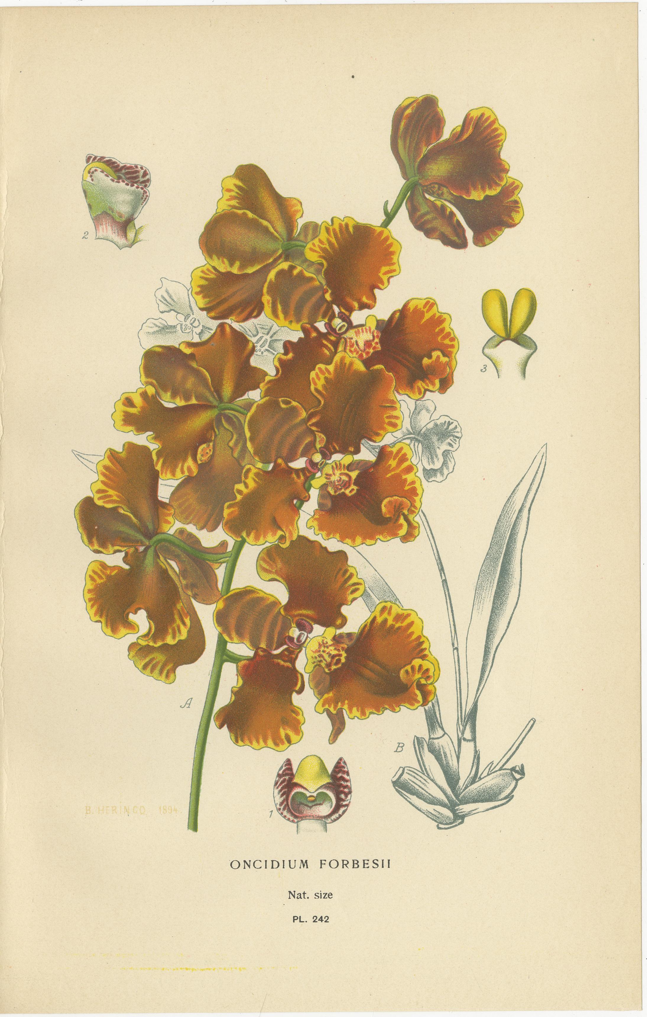 Ensemble de 3 lithographies anciennes d'orchidées - Lycaste, Odontoglossum & Oncidium, 1897 Bon état - En vente à Langweer, NL