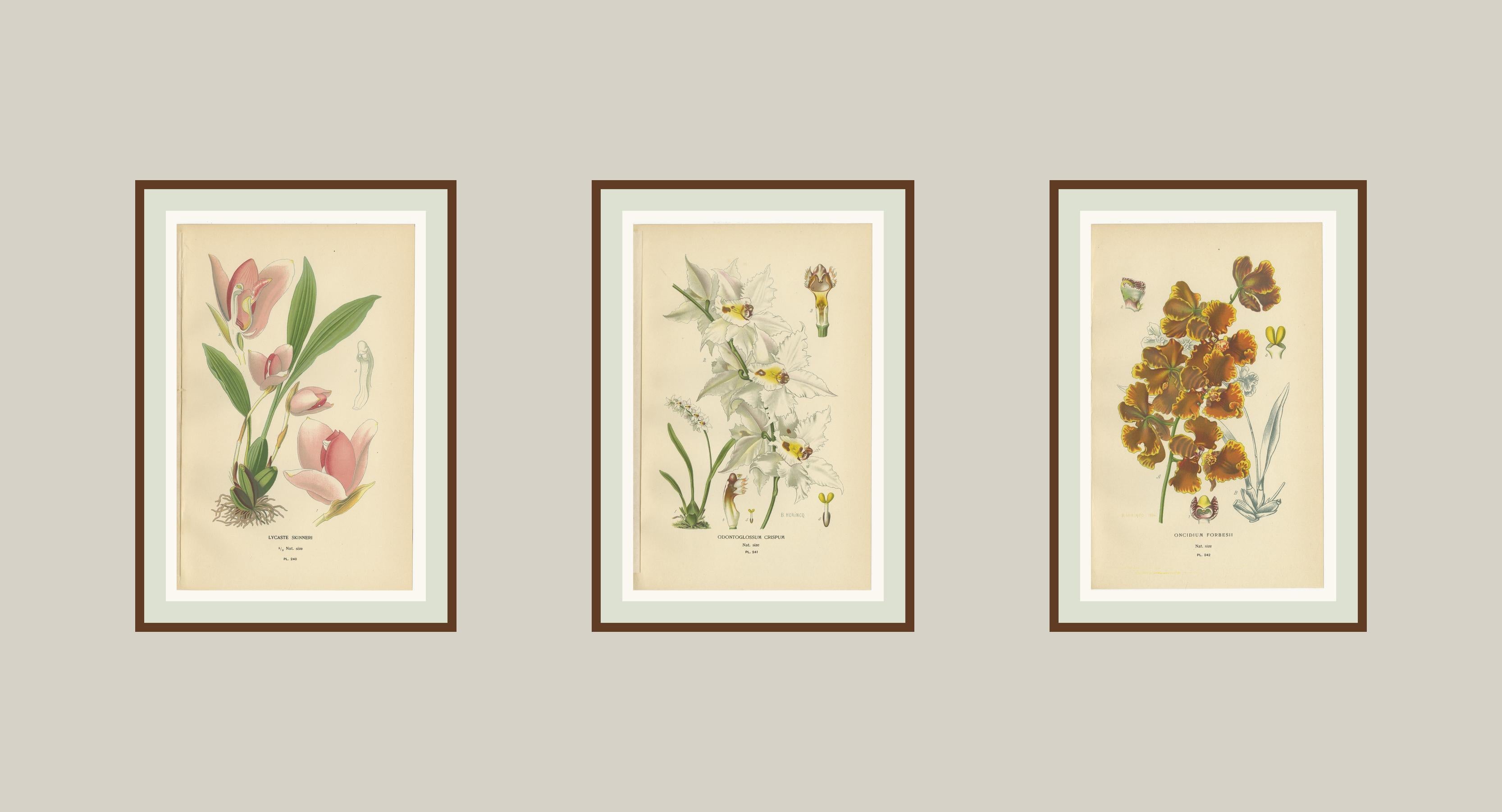 XIXe siècle Ensemble de 3 lithographies anciennes d'orchidées - Lycaste, Odontoglossum & Oncidium, 1897 en vente