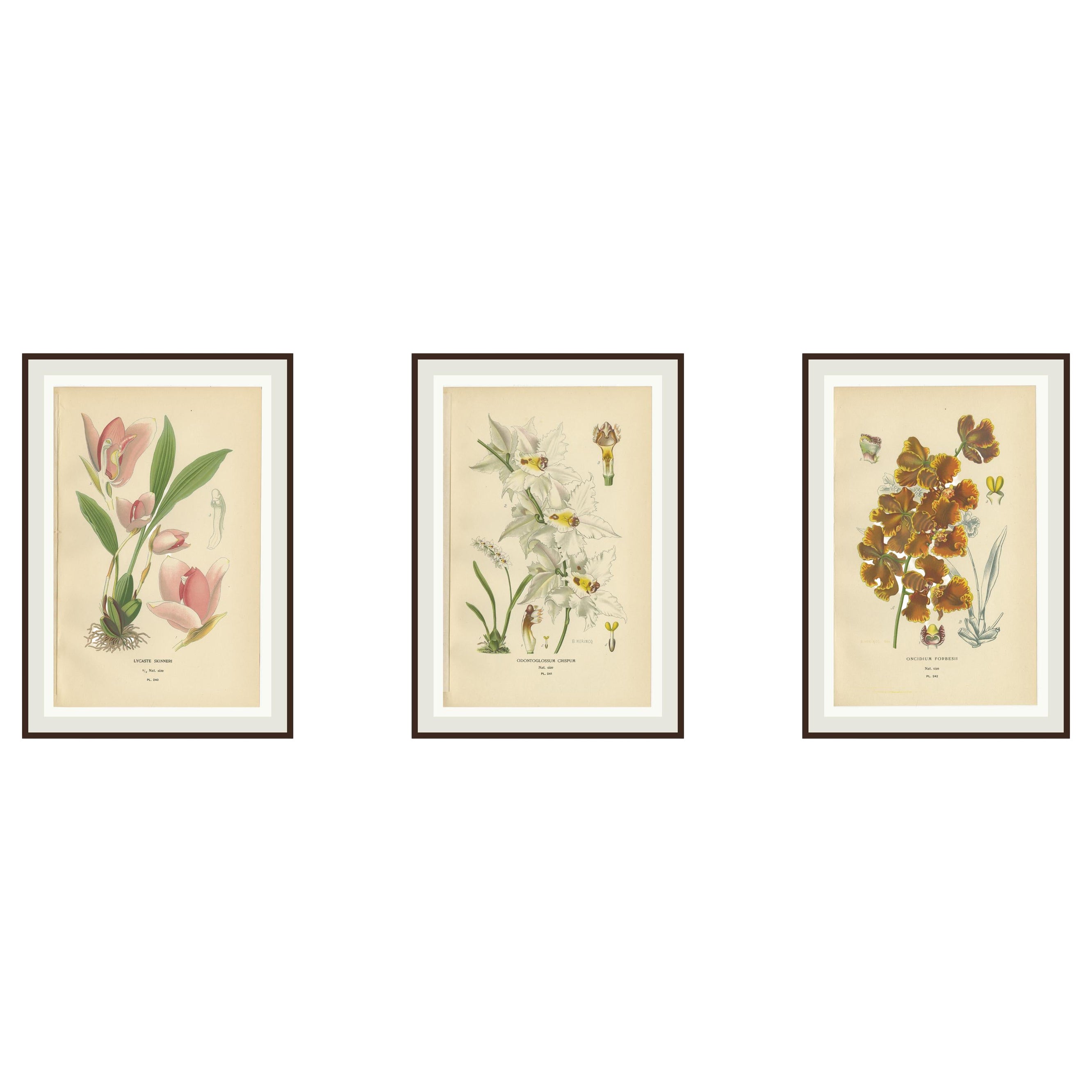 Set di 3 litografie antiche di orchidee - Lycaste, Odontoglossum e Oncidium, 1897
