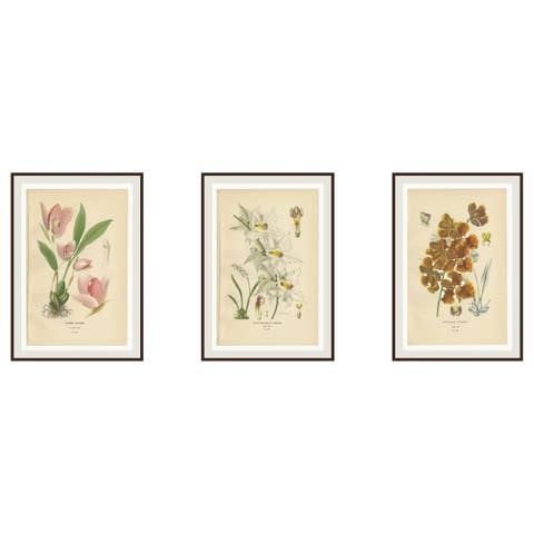 Set of 3 antique orchid lithographs – Lycaste, Odontoglossum & Oncidium, 1897