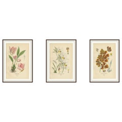 Set di 3 litografie antiche di orchidee - Lycaste, Odontoglossum e Oncidium, 1897