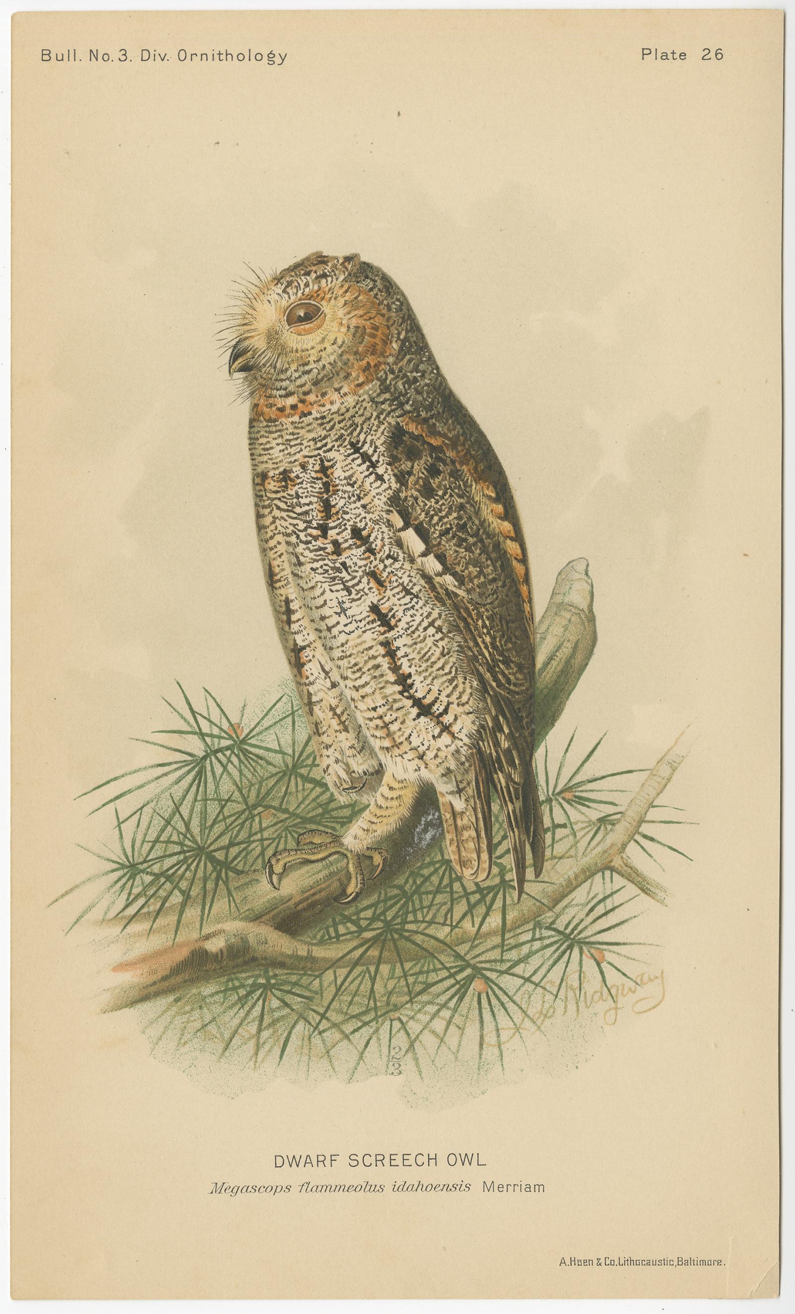 Set of three antique bird print titled 'Dwarf Screech Owl - Burrowing Owl - Great Horned Owl'. These prints originate from 'The Hawks and Owls of the United States' by C. Hart Merriam and A. K. Fisher. Illustrated by John L. Ridgway.