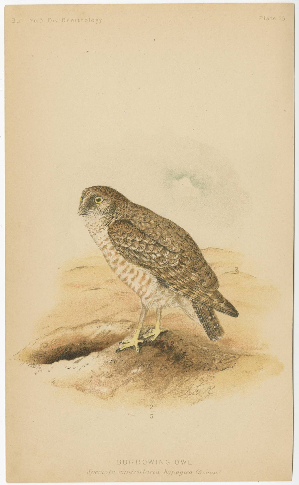 Set of 3 Antique Owl Prints: Dwarf Screech, Burrowing and Great Horned Owl, 1893